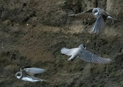sandmartins